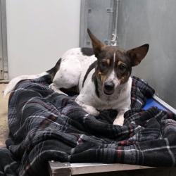 Shelter Stray Male Dog last seen , 5801 Graye Ln, Caldwell, ID 83607, USA