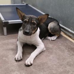 Shelter Stray Female Dog last seen , 5801 Graye Ln, Caldwell, ID 83607, USA