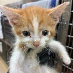 Shelter Stray Male Cat last seen , 5570 Sturmer Park Cir, Winston-Salem, NC 27105, USA