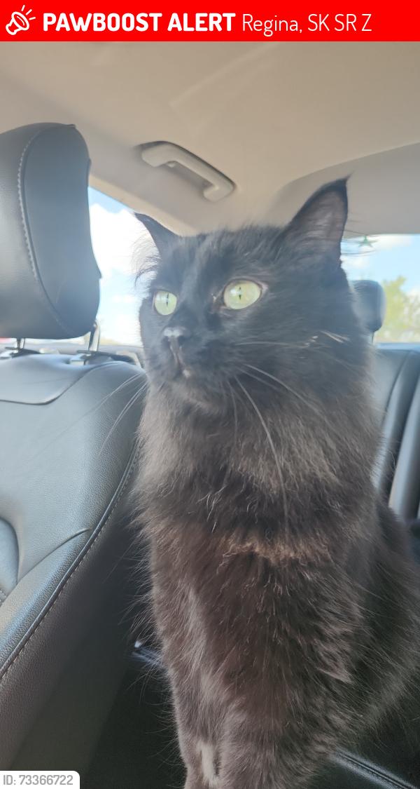 Lost Female Cat last seen Near kleigsinger Crescent, Regina, SK S4R 6Z4