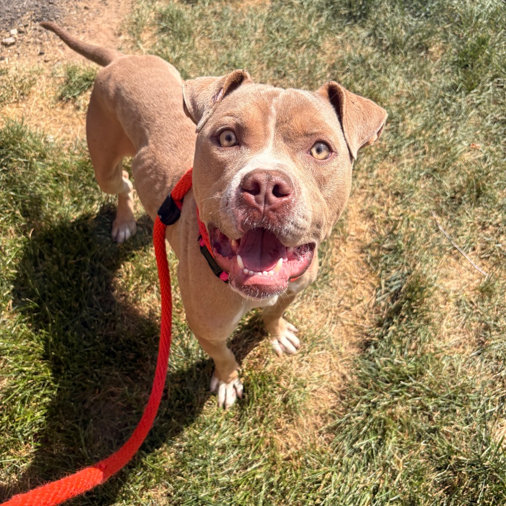 Shelter Stray Male Dog last seen , Animal Care & Control Team of Philly, 111 W Hunting Park Ave, Philadelphia, PA 19140, USA