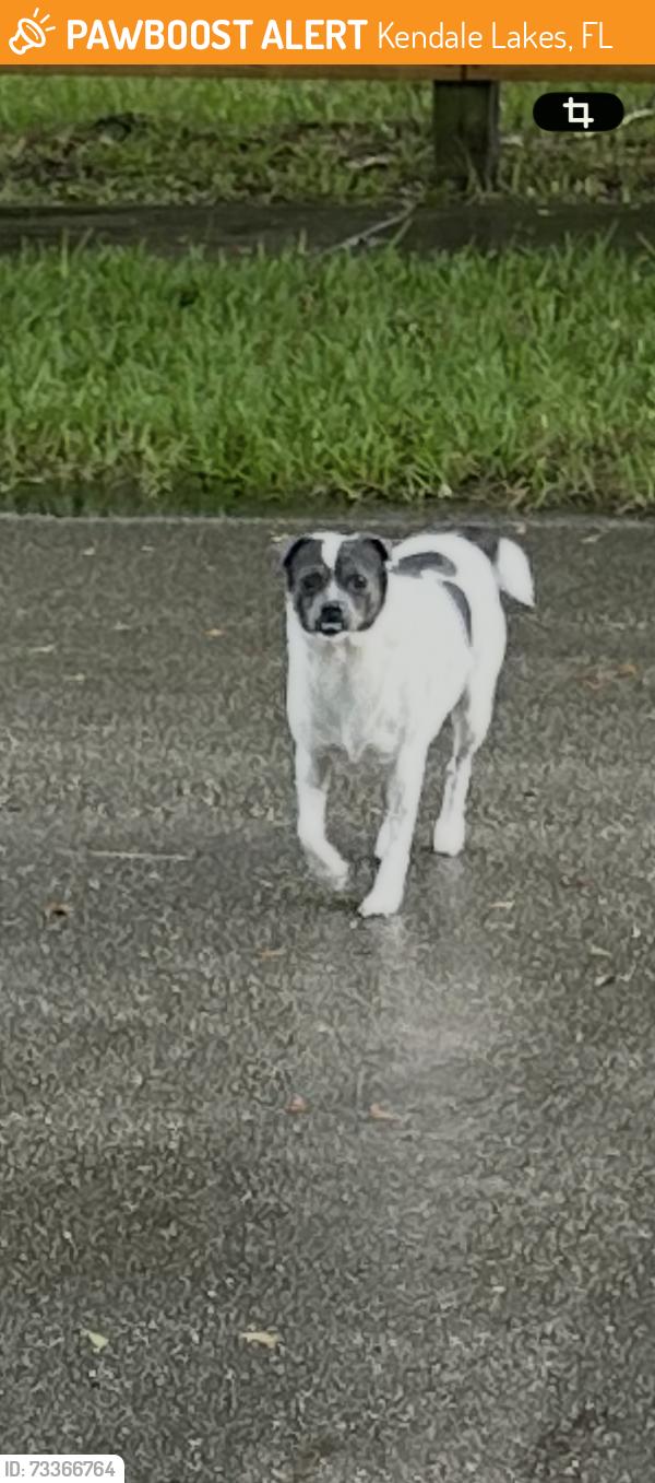Found/Stray Unknown Dog last seen 80th street, Kendale Lakes, FL 33183