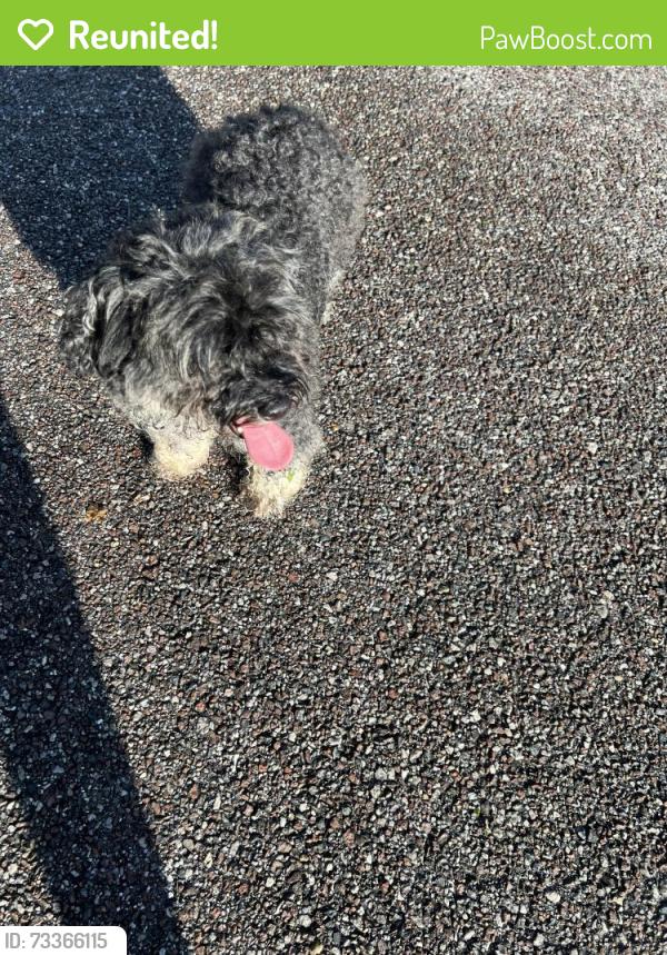 Reunited Male Dog last seen Easterling Deive, Orlando, FL 32819