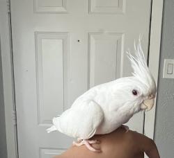 Lost Female Bird last seen Charles Ln , Collins Dr, Terrell, TX 75160
