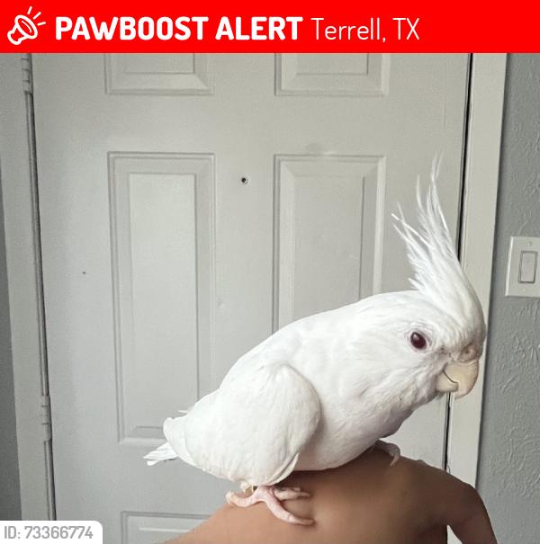 Lost Female Bird last seen Charles Ln , Collins Dr, Terrell, TX 75160