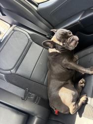 Found/Stray Unknown Dog last seen Ridge Top Exteriors area, Madison, WI 53715