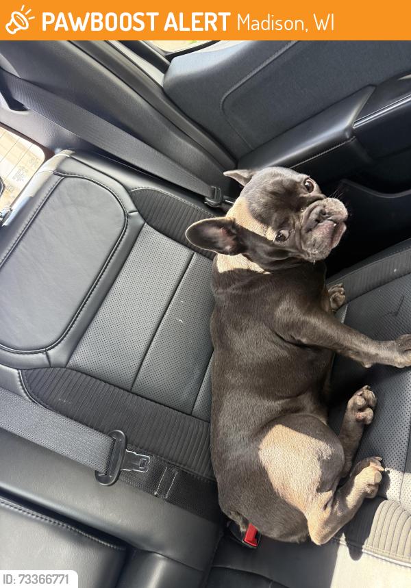 Found/Stray Unknown Dog last seen Ridge Top Exteriors area, Madison, WI 53715