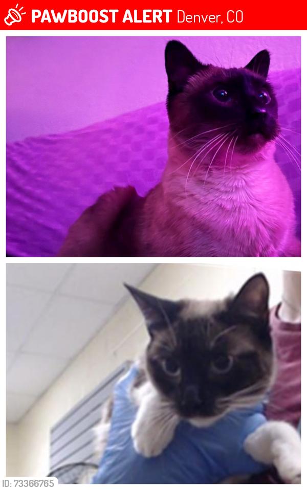Lost Female Cat last seen Near s dexter st, Denver, CO 80246
