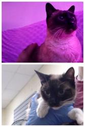 Lost Female Cat last seen Near s dexter st, Denver, CO 80246