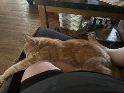 Lost Male Cat last seen Nifty 50s, Folsom, PA 19043
