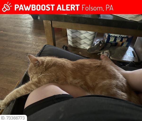 Lost Male Cat last seen Nifty 50s, Folsom, PA 19043