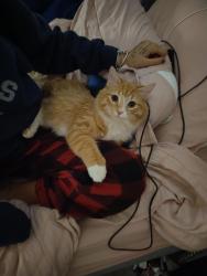 Lost Male Cat last seen Shirewick subdivision panola rd, Lithonia, GA 30058