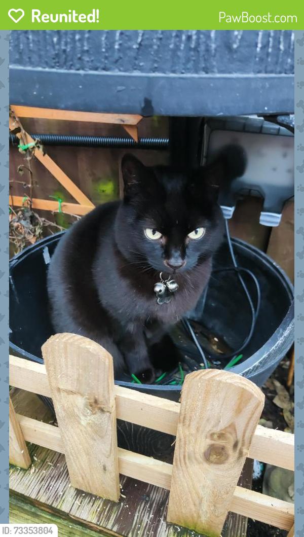 Reunited Female Cat last seen Wappenbury rd just of hillmorton rd., West Midlands, England 