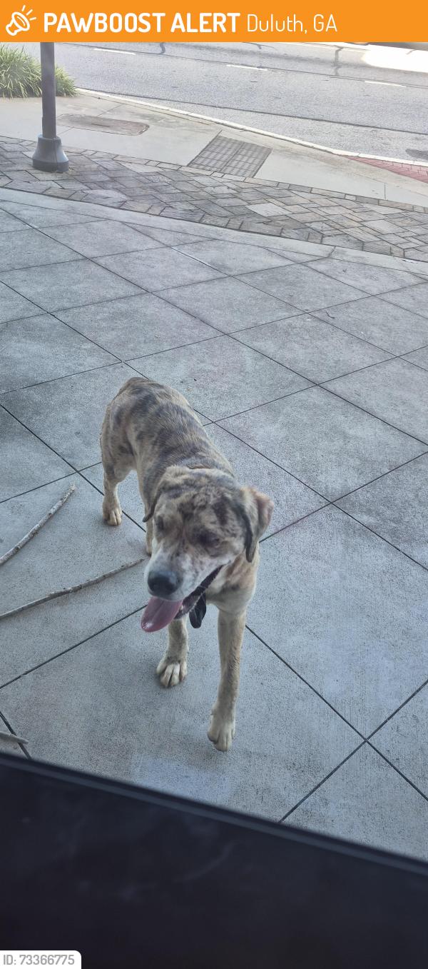 Found/Stray Unknown Dog last seen District at Duluth apmts, Duluth, GA 30096