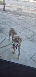 Found/Stray Unknown Dog last seen District at Duluth apmts, Duluth, GA 30096
