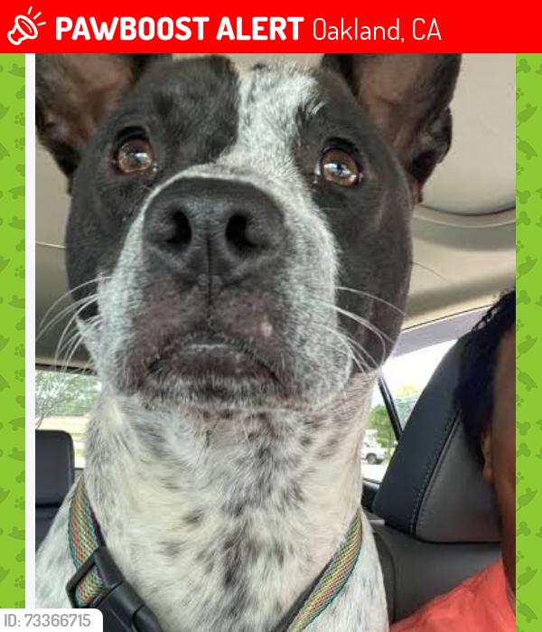 Lost Male Dog last seen Pine and goss st o, Oakland, CA 94607