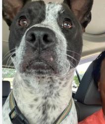 Reunited Male Dog last seen Pine and goss st o, Oakland, CA 94607