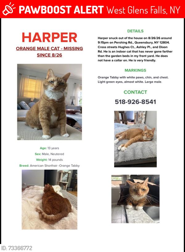 Lost Male Cat last seen Ashley pl., Queensbury NY, Dixon Ave, Queensbury, NY 12894, Western ave., Queensbury, NY 12804, West Glens Falls, NY 12804