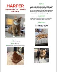 Lost Male Cat last seen Ashley pl., Queensbury NY, Dixon Ave, Queensbury, NY 12894, Western ave., Queensbury, NY 12804, West Glens Falls, NY 12804
