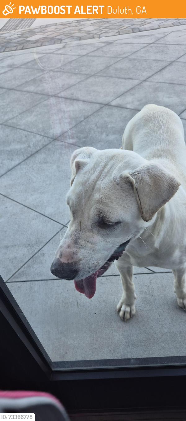 Found/Stray Unknown Dog last seen District at Duluth apmts, Duluth, GA 30096