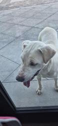 Found/Stray Unknown Dog last seen District at Duluth apmts, Duluth, GA 30096