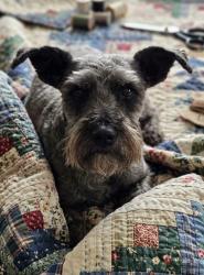Lost Female Dog last seen At the intersection of South New Era Road, North New Era Road and New Era Road, Sevierville, TN 37862