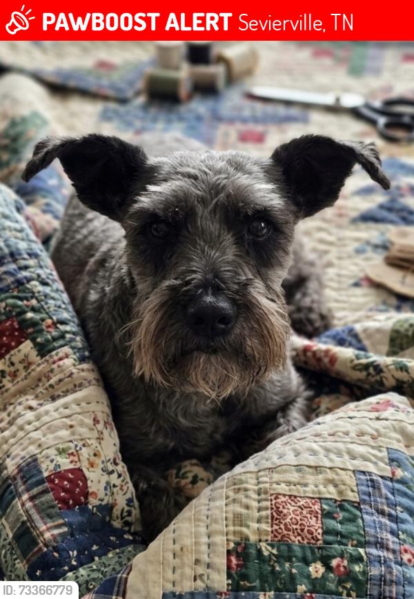 Lost Female Dog last seen At the intersection of South New Era Road, North New Era Road and New Era Road, Sevierville, TN 37862