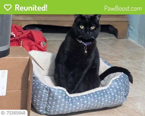 Reunited Female Cat last seen Between 155th st and sutphin blvd, Queens, NY 11434