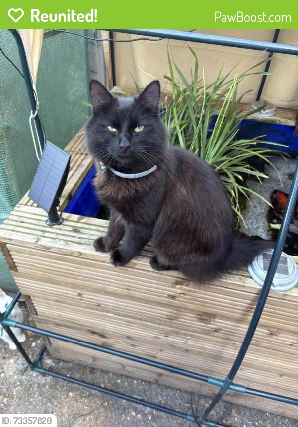 Reunited Male Cat last seen Orts road, Berkshire, England 