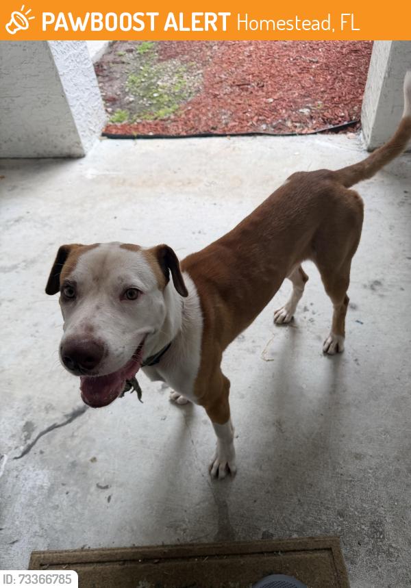 Found/Stray Male Dog last seen Near and 147, Homestead, FL 33032
