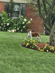 Found/Stray Male Dog last seen Right across mcknight elementary, Pittsburgh, PA 15237