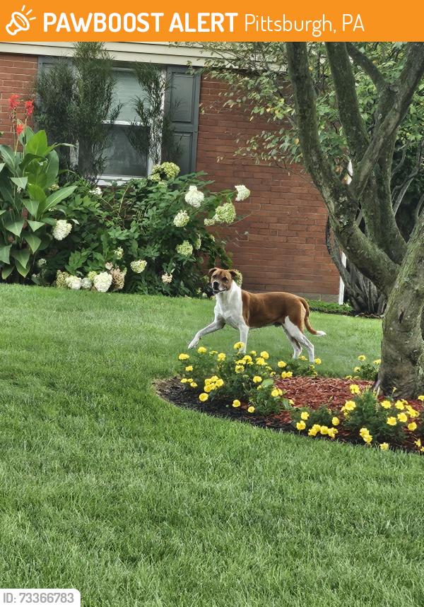 Found/Stray Male Dog last seen Right across mcknight elementary, Pittsburgh, PA 15237