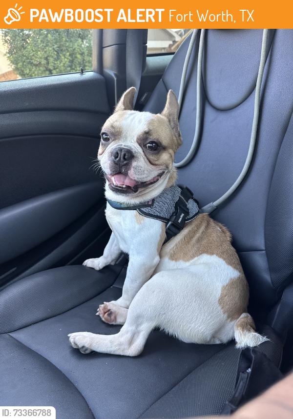 Found/Stray Male Dog last seen off western center blvd, Fort Worth, TX 76137