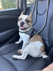 Found/Stray Male Dog last seen off western center blvd, Fort Worth, TX 76137