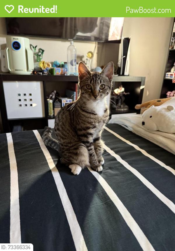 Reunited Female Cat last seen Arguello and Alden st, Redwood City, CA 94063