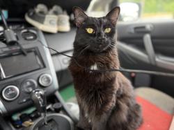 Lost Male Cat last seen N. Heald st. And 13th St., Wilmington, DE 19802