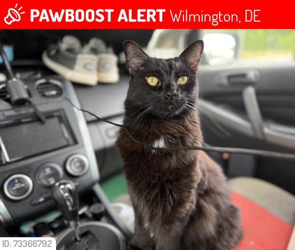 Lost Male Cat last seen N. Heald st. And 13th St., Wilmington, DE 19802