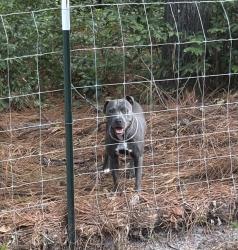 Found/Stray Unknown Dog last seen In the subdivision across the street from second Baptist church, Warner Robins, GA 31088