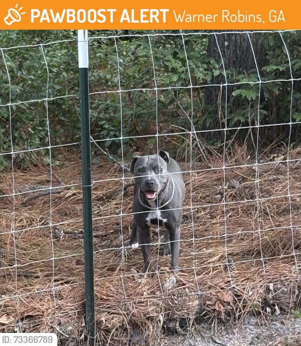 Found/Stray Unknown Dog last seen In the subdivision across the street from second Baptist church, Warner Robins, GA 31088