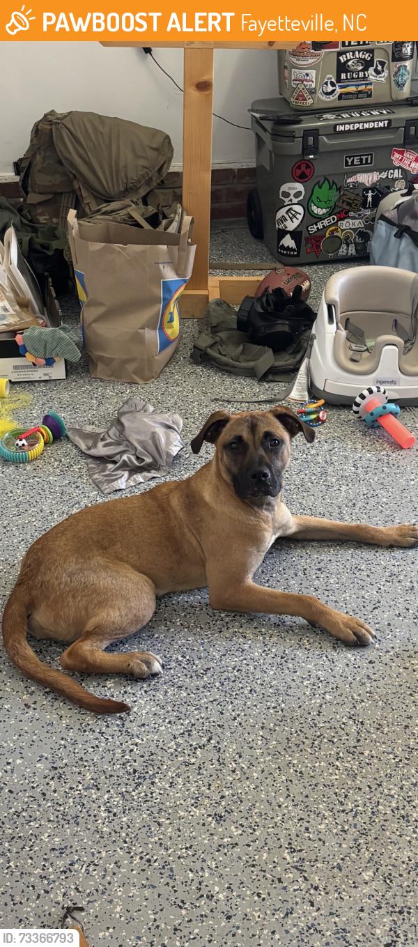 Found/Stray Male Dog last seen Pamalee dr, Fayetteville, NC 28303