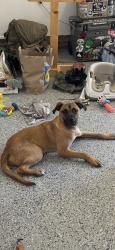 Found/Stray Male Dog last seen Pamalee dr, Fayetteville, NC 28303