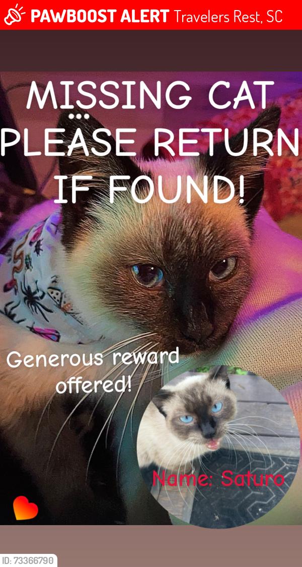 Lost Male Cat last seen McElhaney rd travelers rest, Travelers Rest, SC 29690