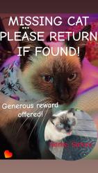 Lost Male Cat last seen McElhaney rd travelers rest, Travelers Rest, SC 29690