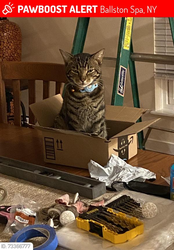 Lost Male Cat last seen Plains rd or Rum cherry rd, woods in between, Ballston Spa, NY 12020