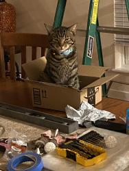 Lost Male Cat last seen Plains rd or Rum cherry rd, woods in between, Ballston Spa, NY 12020