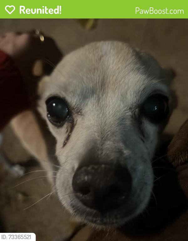 Reunited Female Dog last seen Las piedras dr neighborhood, Victorville, CA 92395