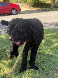 Reunited Male Dog last seen S Tremont Dr and Wright Ave, Greensboro, NC 27403