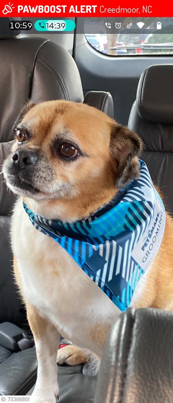 Lost Male Dog last seen Walters rd, Creedmoor, NC 27522