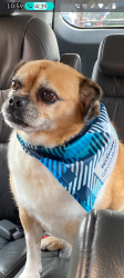 Lost Male Dog last seen Walters rd, Creedmoor, NC 27522