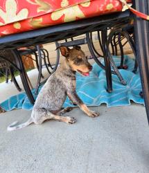 Reunited Female Dog last seen Churchill Farms Dr, Georgetown, TX 78626